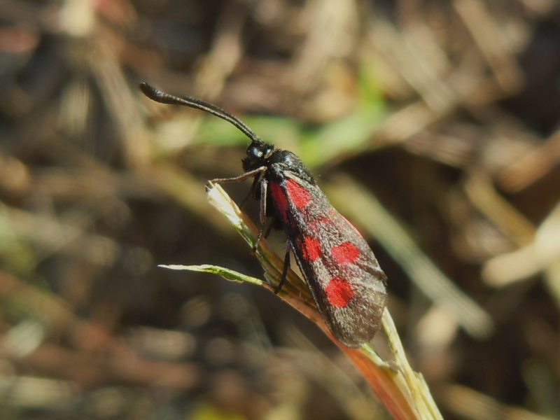 ...Zygaenidae  dal Monte Limbara